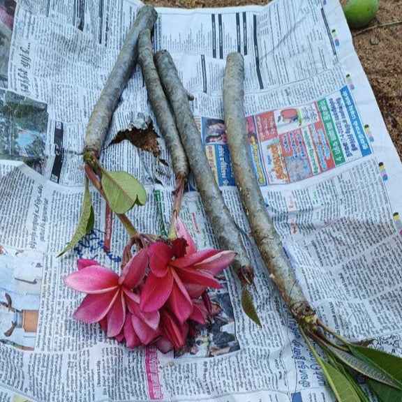 Frangipani Cuttings