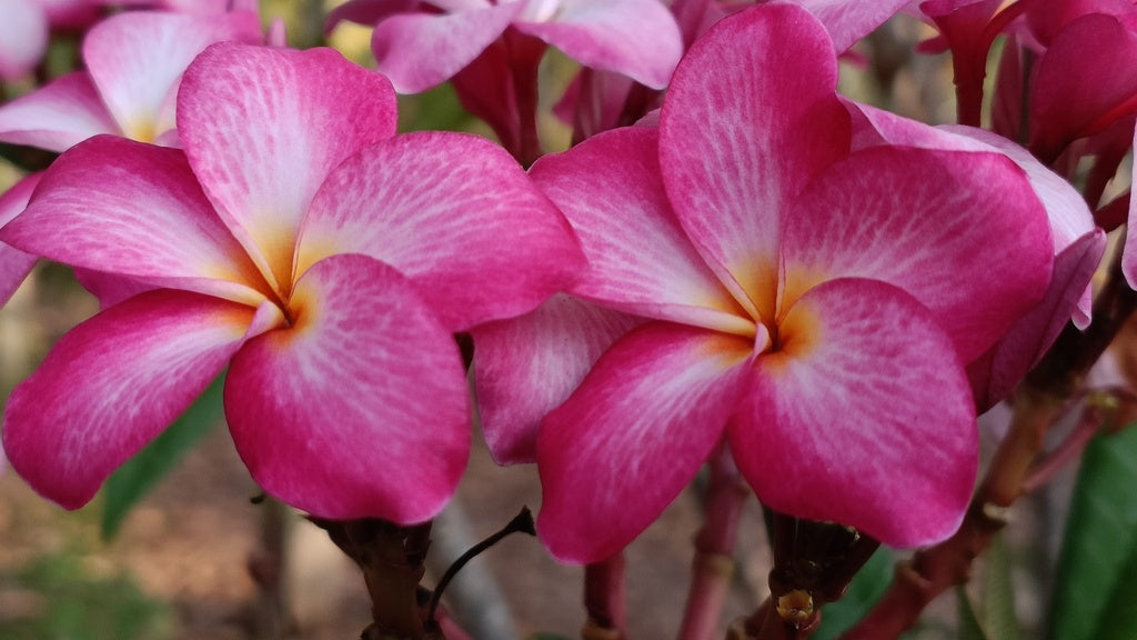 Frangipani Cuttings