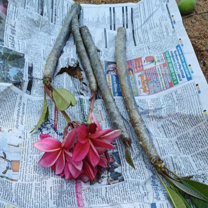 Frangipani Cuttings