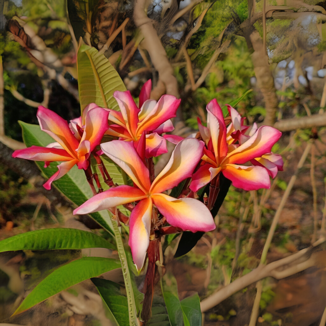 Frangipani Cuttings