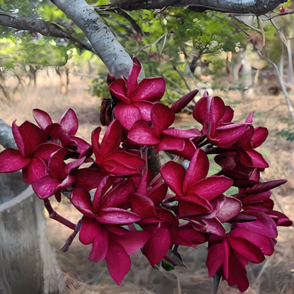 Frangipani Cuttings