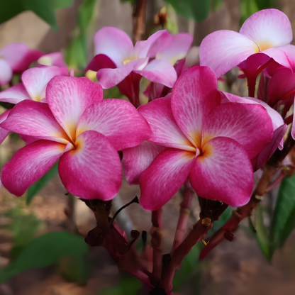 Frangipani Cuttings