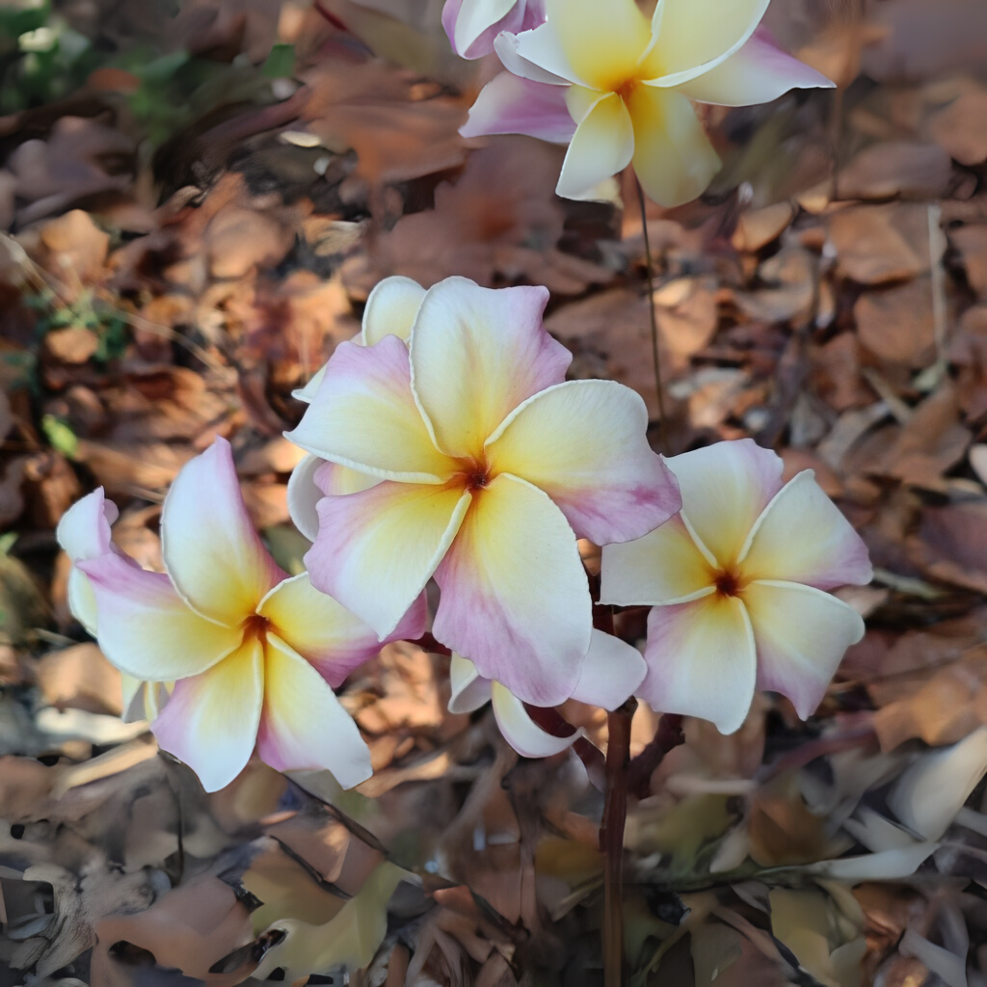 Frangipani Cuttings