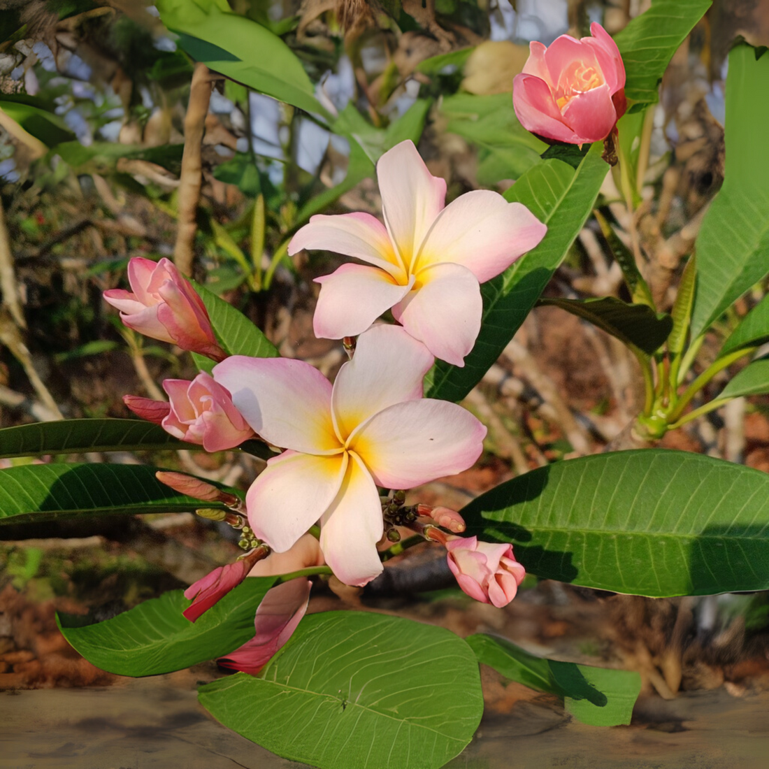Frangipani Cuttings