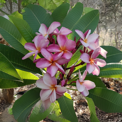 Frangipani Cuttings
