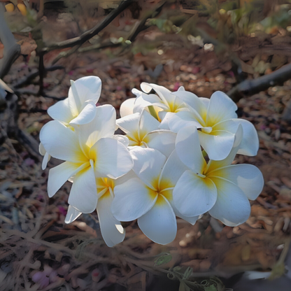 Frangipani Cuttings