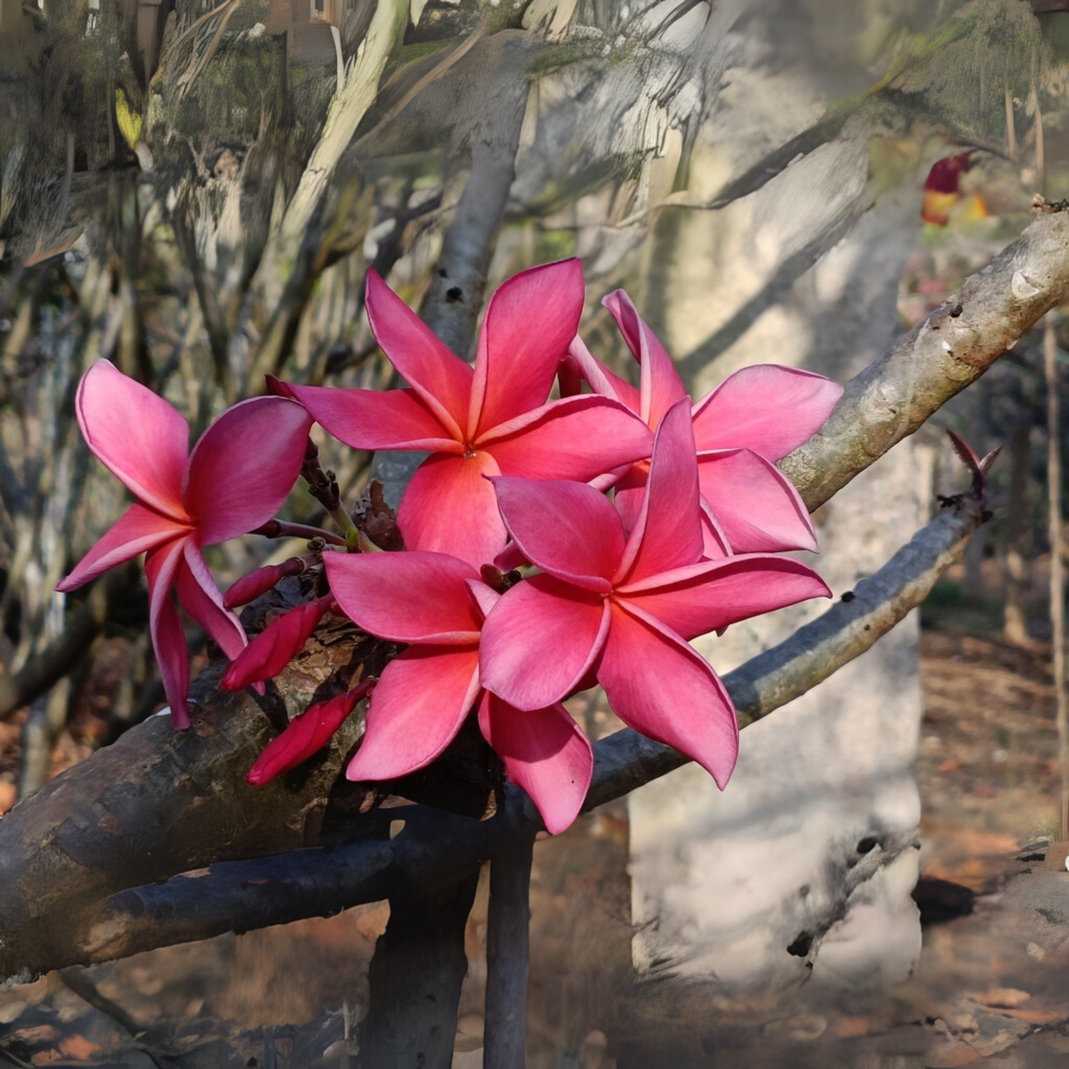 Frangipani Cuttings