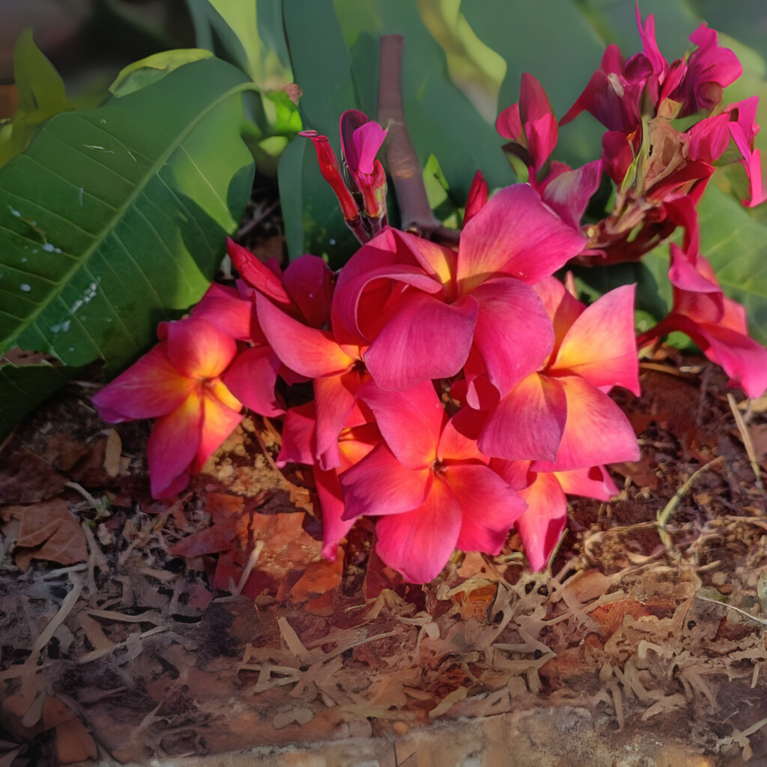Frangipani Cuttings