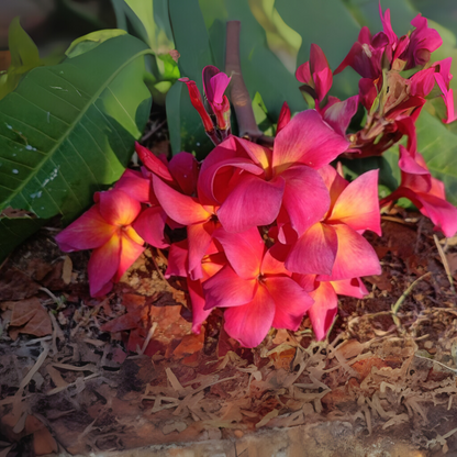 Frangipani Cuttings