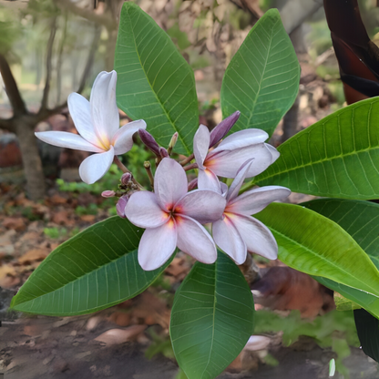 Frangipani Cuttings