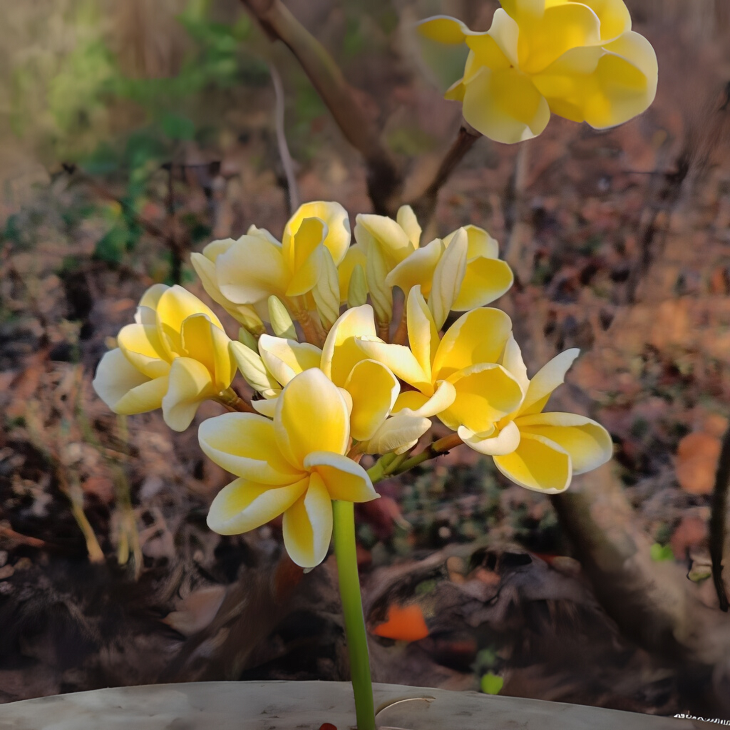 Frangipani Cuttings