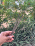 White Sage — hand-rolled incense sticks, sent unpackaged