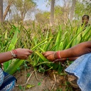 Aloe Vera Gel Harvest PremaNature