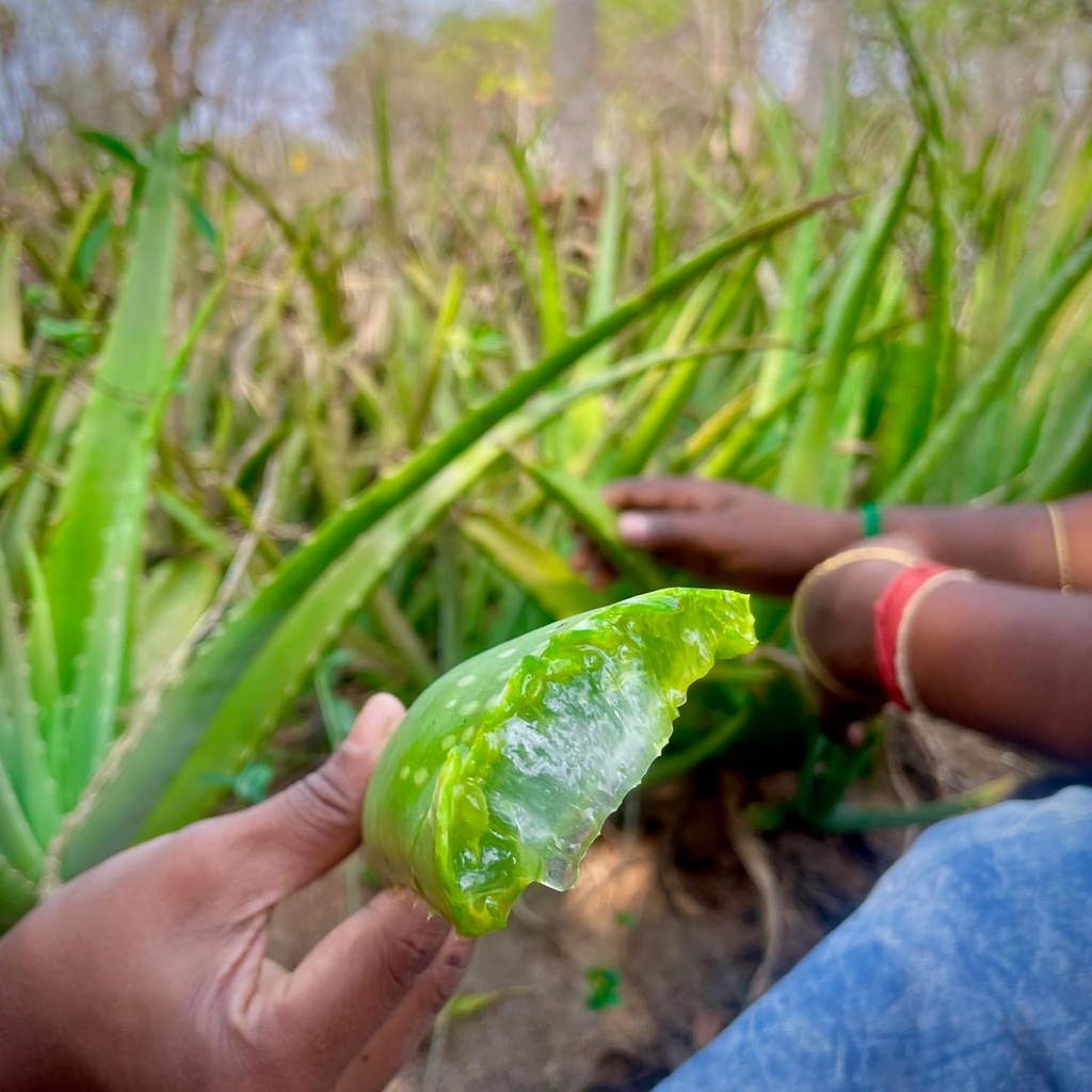 Aloe Vera Gel Harvest PremaNature