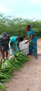 Aloe Vera Gel