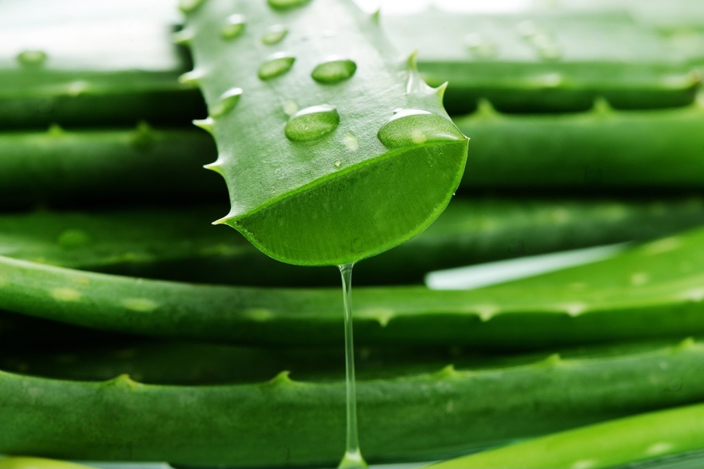 Aloe Vera leaves (0.5 kg)