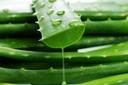 Aloe Vera leaves (0.5 kg)