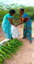 Aloe Vera leaves (0.5 kg)