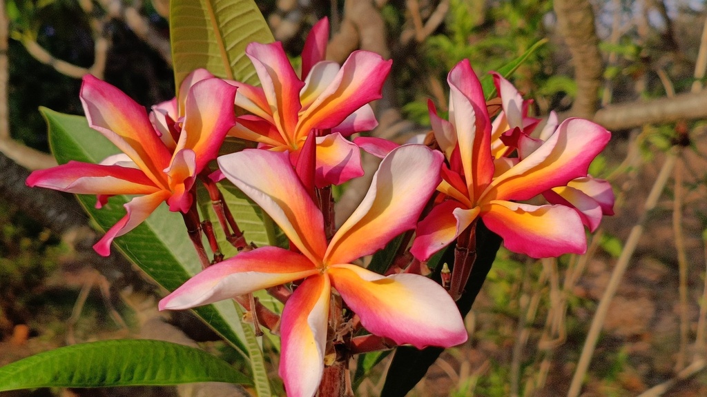 Frangipani Cuttings