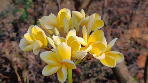 Frangipani Cuttings